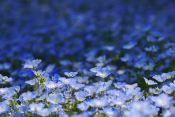 Картинка цветы немофилы +вероники вероника голубая цветение листья вероники лепестки