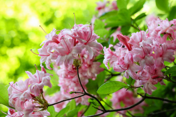 Картинка цветы рододендроны+ азалии розовый ветка