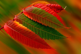 Картинка природа листья осень время года
