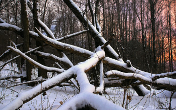 Картинка природа лес снег деревья