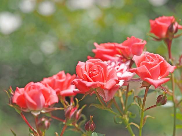 Обои картинки фото цветы, розы, лепестки, розовая, роза, бутон, цветение