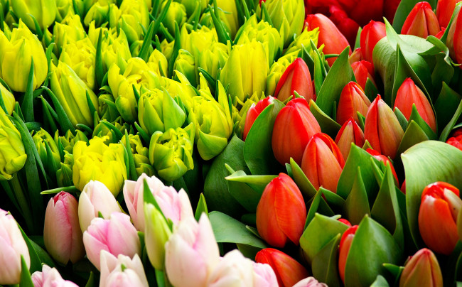 Обои картинки фото цветы, тюльпаны, бутоны, розовые, красные, желтые, листья
