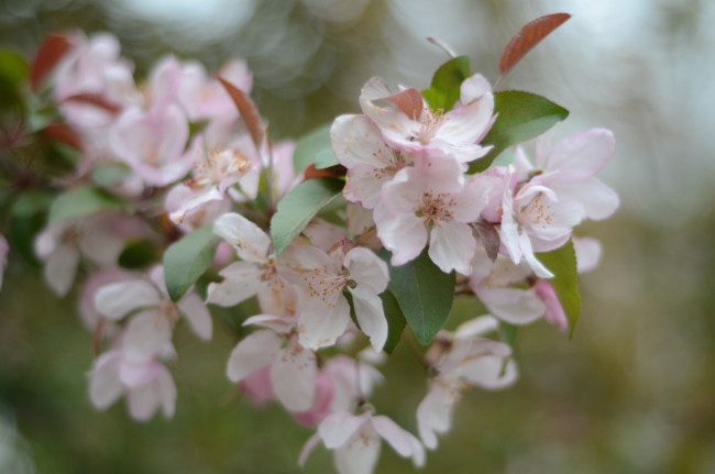 Обои картинки фото цветы, цветущие деревья ,  кустарники, листья, ветка, apple, flowers, leaves, яблони, branch