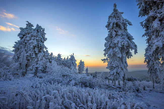Обои картинки фото природа, зима, лес, утро, снег