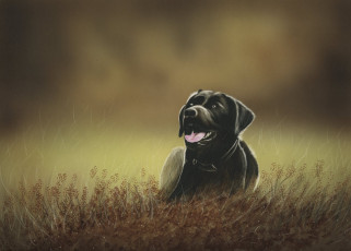 Картинка рисованное животные +собаки взгляд растения морда