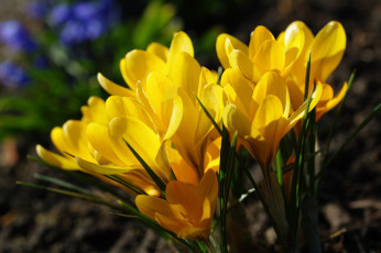 Картинка цветы крокусы природа первоцветы жёлтый цвет макро луковичные красота дача весна нежность флора радость растения
