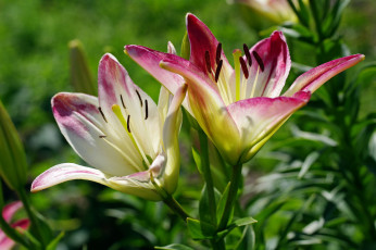 Картинка цветы лилии +лилейники флора тычинки растения природа пестики луковичные июль лето дача