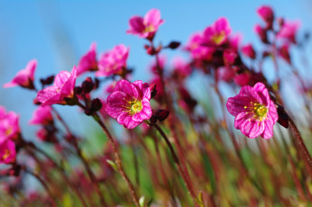 Картинка цветы розовый цвет растения природа небо май множество красота камнеломка дача весна флора цветущий мох