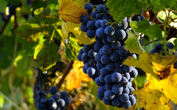 Картинка природа ягоды +виноград гроздь