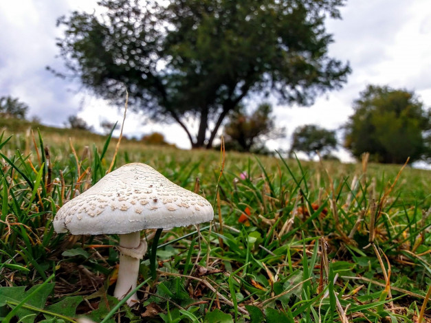 Обои картинки фото природа, грибы, зонтик, гриб