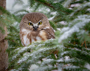 Картинка животные совы зима взгляд снег ветки сова птица хвоя сыч