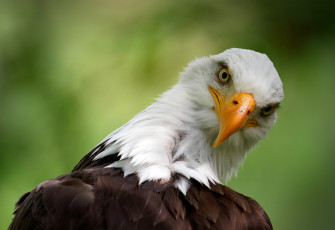 Картинка животные -+другое взгляд фон орел портрет белоголовый орлан
