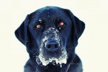Картинка животные собаки собака голова снег черная