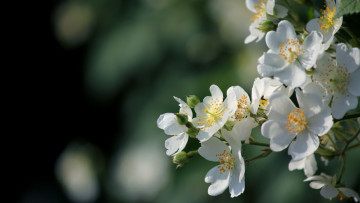 Картинка цветы шиповник яблоня ветка цветение
