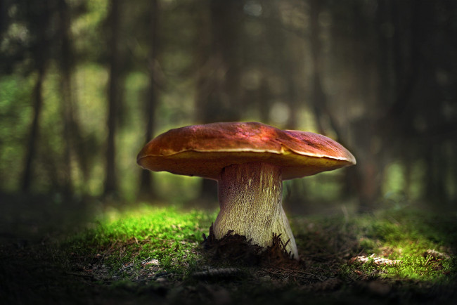Обои картинки фото природа, грибы, лес, свет, поляна, гриб, мох, большой, шляпка, белый