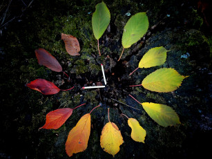 Картинка природа листья спички осень