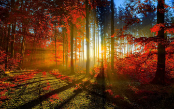 Картинка природа лес дорога листва свет