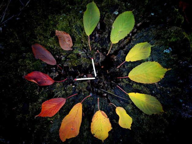 Обои картинки фото природа, листья, спички, осень