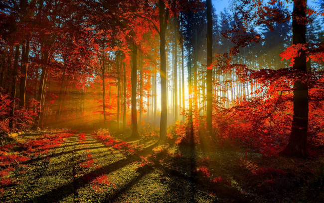 Обои картинки фото природа, лес, дорога, листва, свет