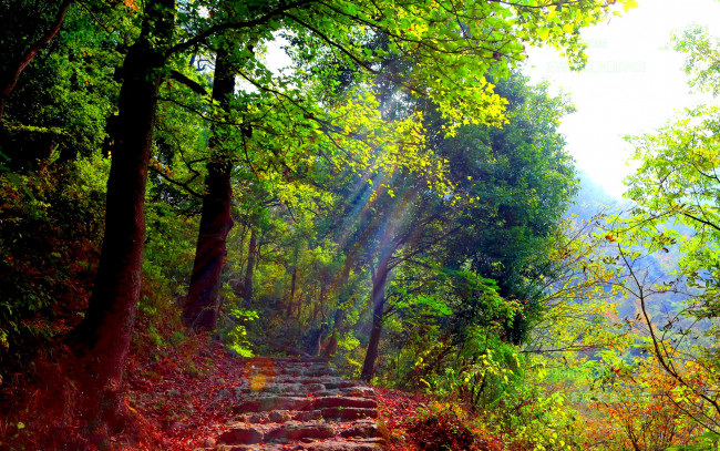 Обои картинки фото природа, лес, ступеньки, свет, осень, тропинка