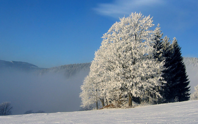 Обои картинки фото природа, зима, иней, снег, дерево, горы