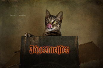 Картинка j& 228 germeister бренды кошка егермейстер кот коробка