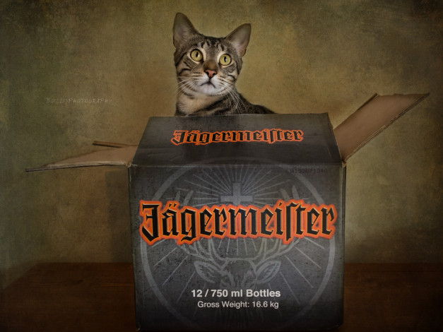 Обои картинки фото j&, 228, germeister, бренды, кот, егермейстер, коробка, кошка