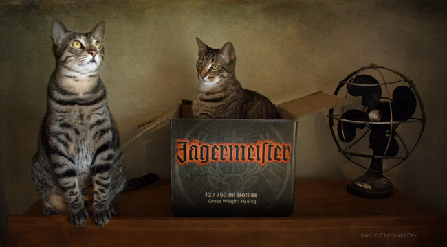 Обои картинки фото j&, 228, germeister, бренды, коробка, кошки, коты, вентилятор, егермейстер