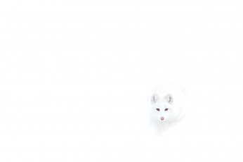 Картинка животные песцы лиса полярная белая