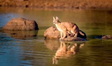 Картинка животные рыси отражение дикая природа caracal