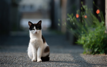 Картинка животные коты асфальт дорога улица кошка цветы