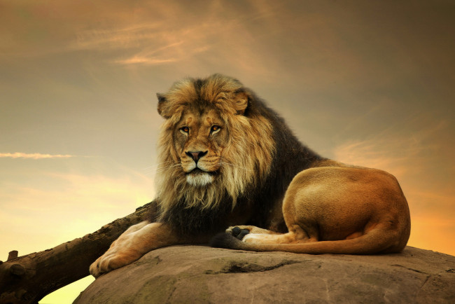 Обои картинки фото животные, львы, лев, закат, кошки