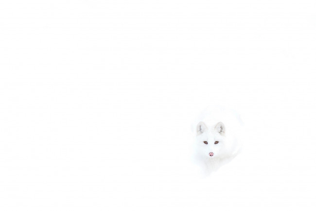 Обои картинки фото животные, песцы, лиса, полярная, белая