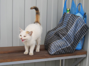 Картинка животные коты грозный сторож кошка сумка