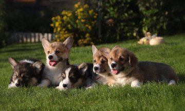 Картинка животные собаки корги щенки трава