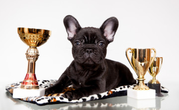 Картинка животные собаки награды кубки черный французский бульдог щенок