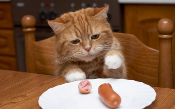 Картинка животные коты тарелка кот коричневый мясо обед стол кухня ворует голодный рыжий сосиска