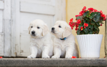Картинка животные собаки бегония цветок парочка двойняшки щенки