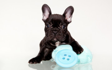 Картинка животные собаки черный клубок пуговица щенок французский бульдог