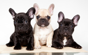 Картинка животные собаки французский бульдог трио щенки