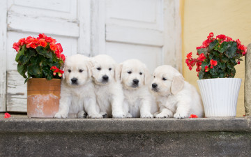 Картинка животные собаки квартет щенки бегония цветы