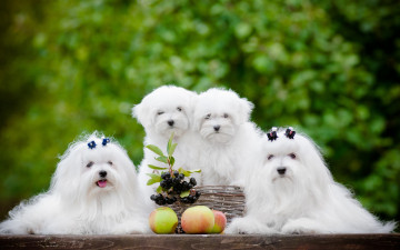 Картинка животные собаки ягоды яблоки квартет щенки