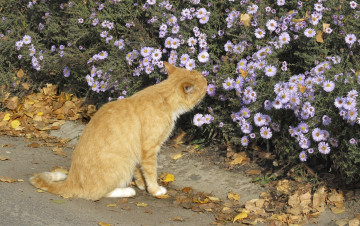 Картинка животные коты рыжик осень цветы