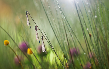 Картинка животные стрекозы утро трава роса