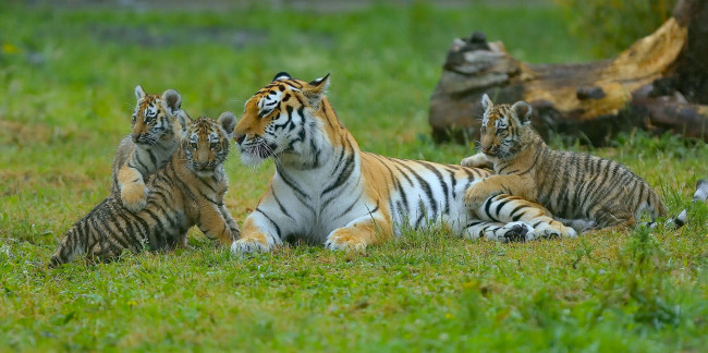 Обои картинки фото животные, тигры, материнство, котята, тигрица, тигрята, детёныши
