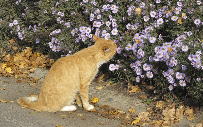 Обои картинки фото животные, коты, рыжик, осень, цветы