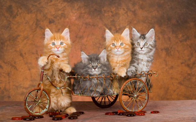 Обои картинки фото животные, коты, забавно, полосатые, серые, рыжие, велосипед, четыре, квартет, четверо, котята, коричневый, фон, игрушка, корзина, повозка
