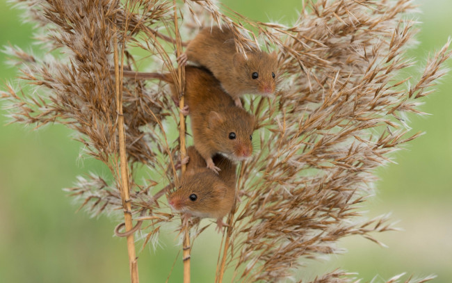 Обои картинки фото животные, крысы,  мыши, троица, трио, мыши, мышь-малютка, harvest, mouse, камыш