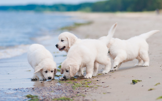 Обои картинки фото животные, собаки, пляж, квартет, щенки