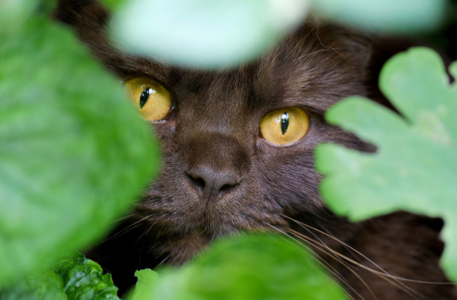 Обои картинки фото животные, коты, маскировка, глаза, кот, мордочка, листья, взгляд